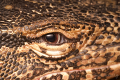 Varanus salvator macromaculatus