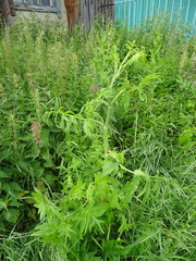 Pastinaca sativa sylvestris