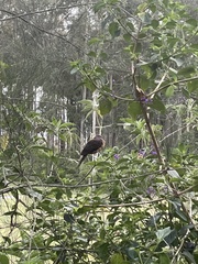 Macropygia phasianella