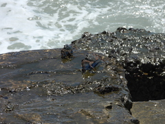Grapsus