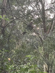 Macropygia phasianella