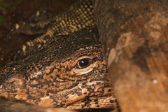 Varanus salvator macromaculatus