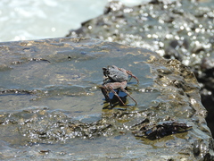 Grapsus