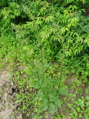Urtica sondenii