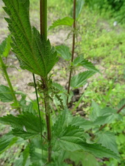 Urtica sondenii