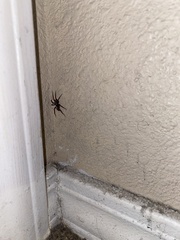 Latrodectus hesperus