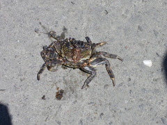 Grapsus