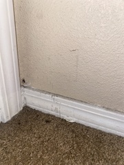Latrodectus hesperus