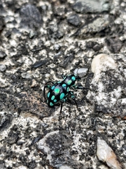 Pachyrhynchus tobafolius