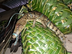 Caiman crocodilus crocodilus