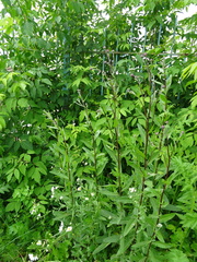 Cirsium arvense integrifolium