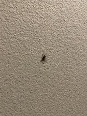 Latrodectus hesperus