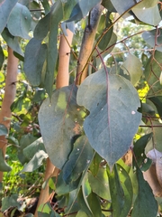 Eucalyptus polyanthemos