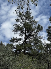Pinus ponderosa