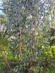 Eucalyptus polyanthemos