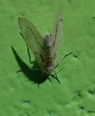 Nemoria lixaria