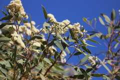 Corymbia opaca