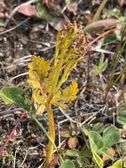 Botrychium lanceolatum