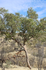 Corymbia opaca
