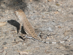 Callisaurus draconoides