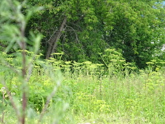 Pastinaca sativa sylvestris