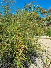 Acacia leprosa