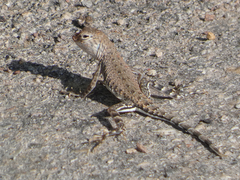 Callisaurus draconoides