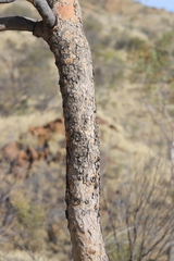 Corymbia opaca