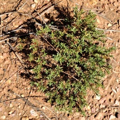Penstemon caespitosus desertipicti