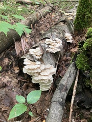Trametes pubescens