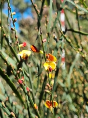 Bossiaea walkeri