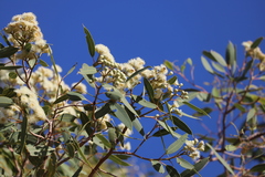 Corymbia opaca