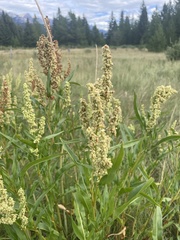 Rumex triangulivalvis