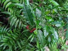 Ardisia