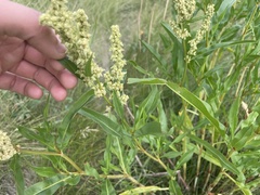 Rumex triangulivalvis