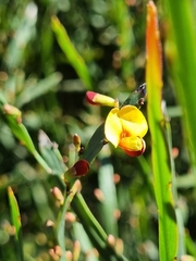Bossiaea walkeri