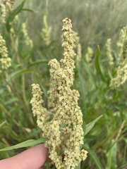 Rumex triangulivalvis