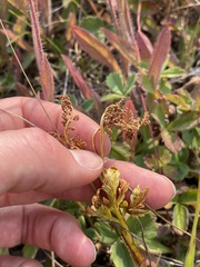 Botrychium lanceolatum