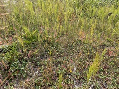 Botrychium lanceolatum