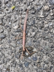 Phasmotaenia lanyuhensis