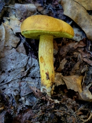 Boletus luridellus