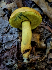 Boletus luridellus