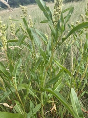 Rumex triangulivalvis
