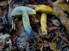 Boletus luridellus