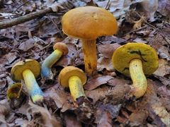 Boletus luridellus