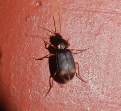 Lissauchenius