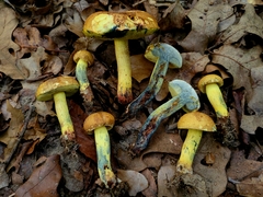 Boletus luridellus