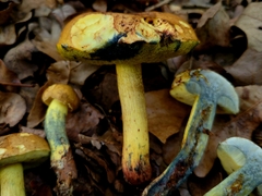 Boletus luridellus