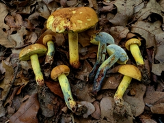 Boletus luridellus