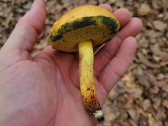 Boletus luridellus